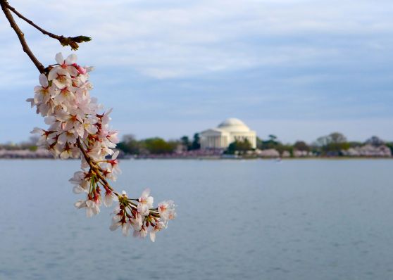 50 cherry blossom jefferson memorial